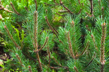 Mountain pine (Pinus mugo Turra)
