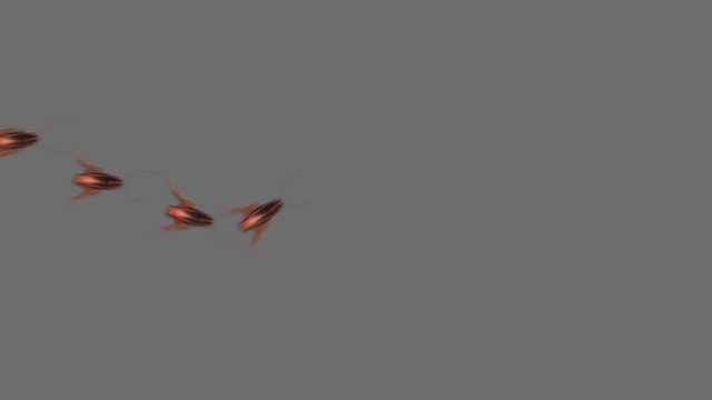Roaches swiftly run around the screen with corresponding alpha or matte clip so you can insert the background that will suit your project