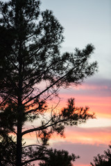 View of tree in Sunrise or Sunset in Houston, Texas
