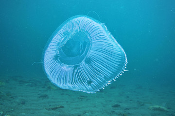 Aequorea jellyfish hovering above flat sandy bottom. © Daniel Poloha