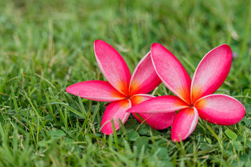 Lotus flower and Lotus flower plants