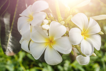 Obraz premium Frangipani, Plumeria on white background