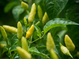 Organic Green chili plant wait for harvest.