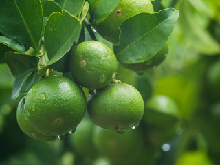 Fresh unripe lemon with leaves and water drop.