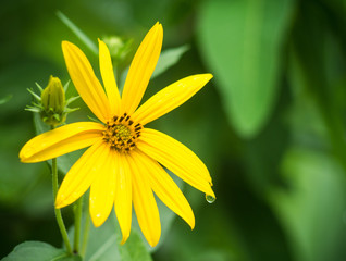 Obraz premium Yellow cosmos flower with blur background.