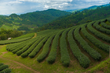 Fototapeta na wymiar tea plantation in Thailand