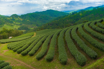 Fototapeta na wymiar tea plantation in Thailand