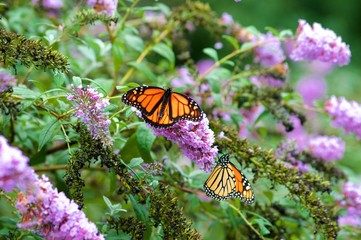 Monarch Butterflies on Purple Butterfly Bush