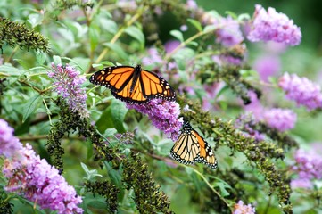 Monarch Butterflies on Purple Butterfly Bush