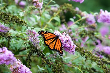 Monarch Butterflies on Purple Butterfly Bush