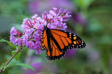 Naklejka premium Motyle Monarch na Purpurowy Krzew Motyl
