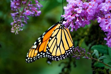Monarch Butterflies on Purple Butterfly Bush