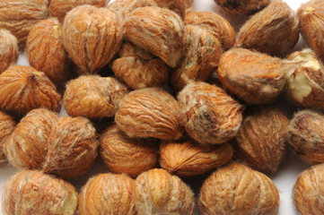 Κάστανο Castaña Ballotte Châtaigne Gaštan Mongis Balote Castagne 밤 Kastanie Castagna 열매 Peæ Cëo Castanha cumme l’ægua du Gaztaina balletti Al balus Allesse Castanya Chestnut kasztan