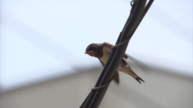 燕の給餌