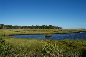 Jersey Shore Marshes