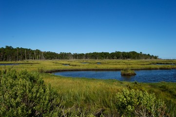 Jersey Shore Marshes