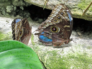 Niagara the Common Morpho butterflies 2016
