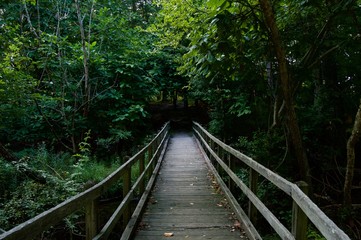 Wooden Bridge Leading into the Wood