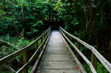 Wooden Bridge Leading into the Wood