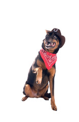 A dog in a cowboy hat and a scarf lifted one paw. Isolated on wh