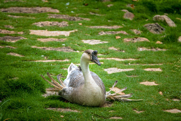 Farm goose sitting