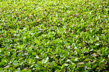 Water hyacinth plant floating on a river