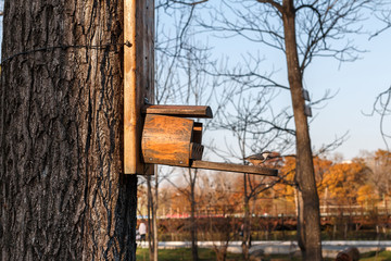 Bird near a lodge on a tree