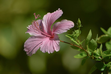 Hibisceae