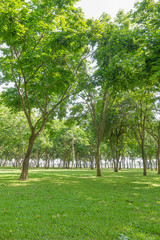 Public green park