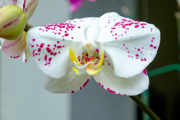 beautiful orchid white violet pink color Moth orchids Phalaenops
