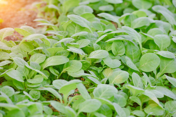 Tobacco farmers in the Upper East region.