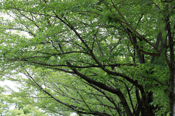 背景素材　新緑