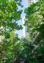 都会の高層ビルと新緑