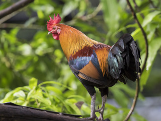 Image of a cock on nature background. Rooster