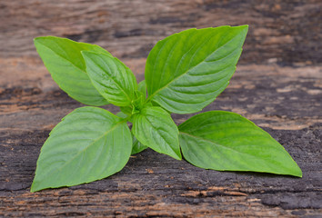 Sweet basil on wooden background