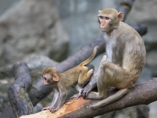 Image of mother monkey and baby monkey sitting on a tree branch.