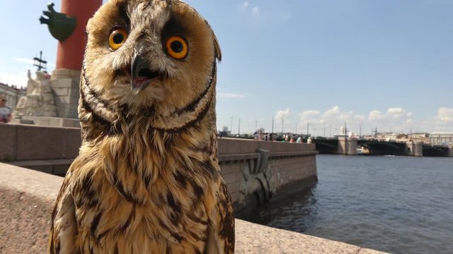 Baby owl looking around day city