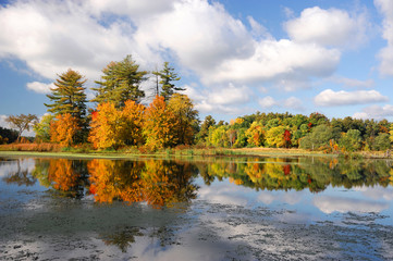 autumn colorful trees reflecting in tranquil lake under sky