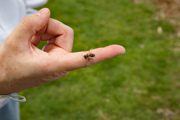 Bee on a finger