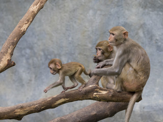 Image of monkey family sitting on a tree branch.