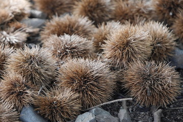 Fallen chestnuts on the ground