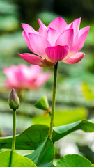 Beautiful pink lotus flower in pond./ Beautiful pink lotus flower in pond after rain on rainy season.
