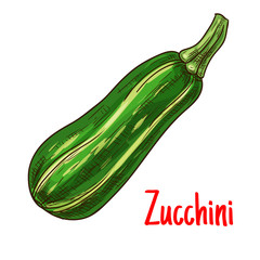 Green zucchini vegetable sketch for farming design