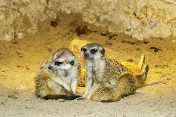 meerkats
