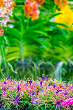Rows of Tillandsia in cozy garden./ Rows of Tillandsia and orchid remix for decoration in cozy garden.
