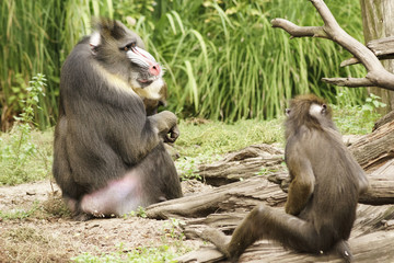 mandrill
