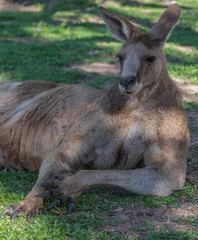 Kangaroo
