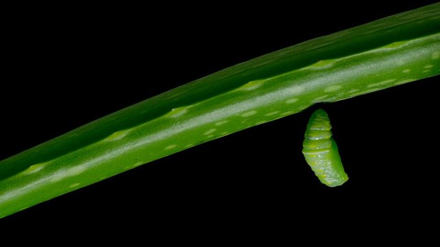 4K footage footage of butterfly turning into cocoon on black background 