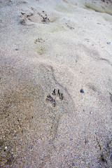 Dog footprints on the wet sand.