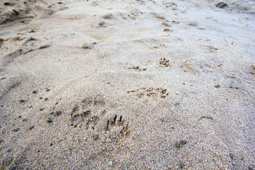 Dog footprints on the wet sand.